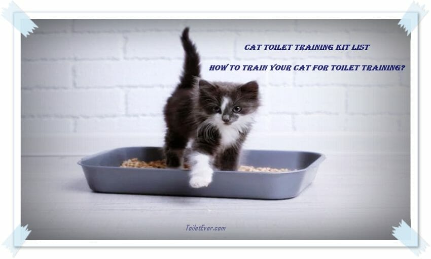 How to Train Your Cat for Toilet Training